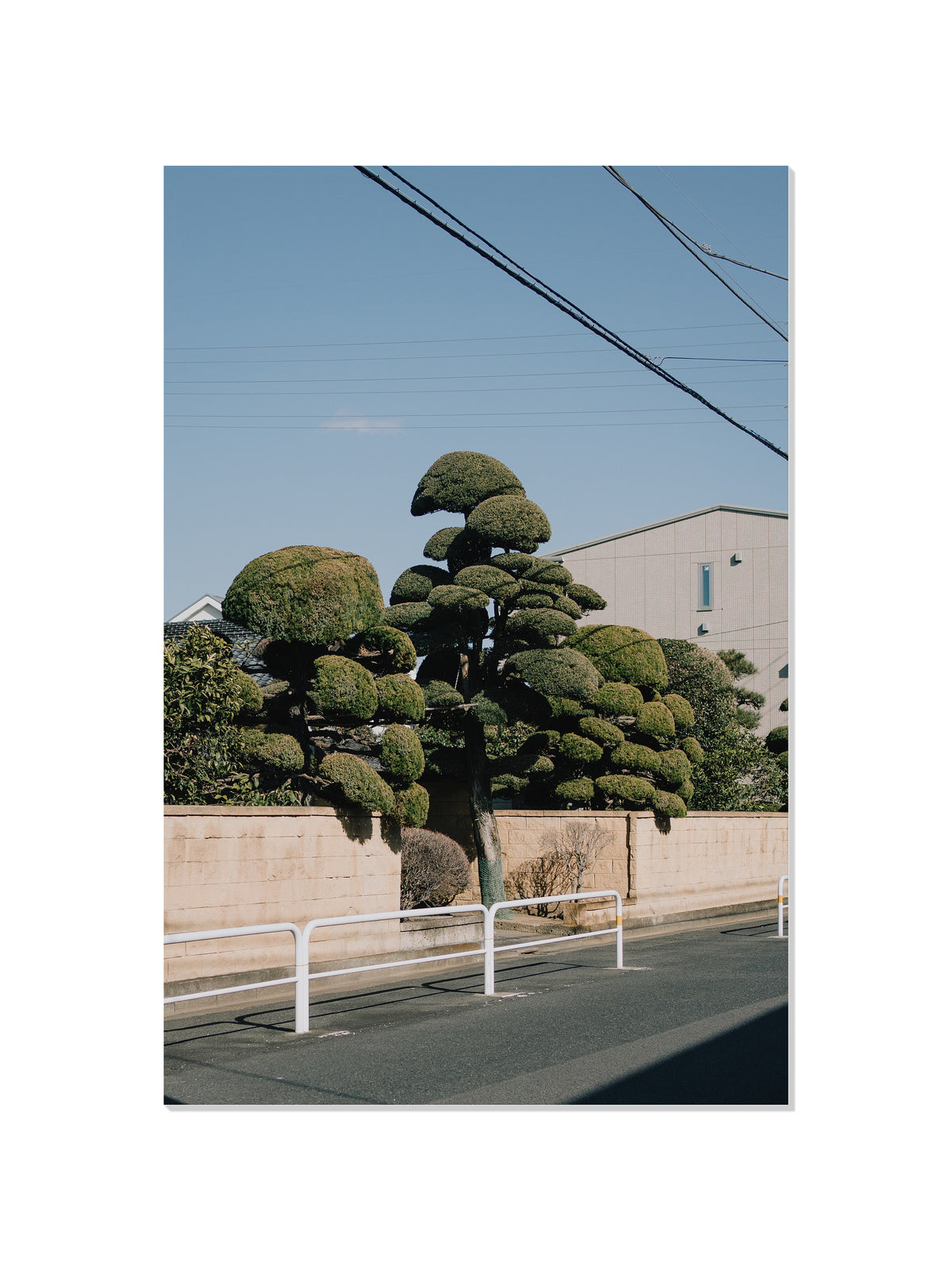Drooping Topiary - Jonny Gleason - Unframed |frame=Unframed|