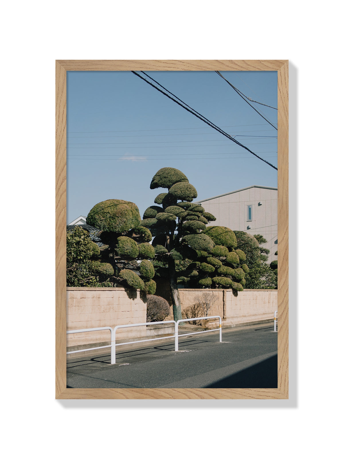 Drooping Topiary - Jonny Gleason - Natural Frame |frame=Natural Frame|