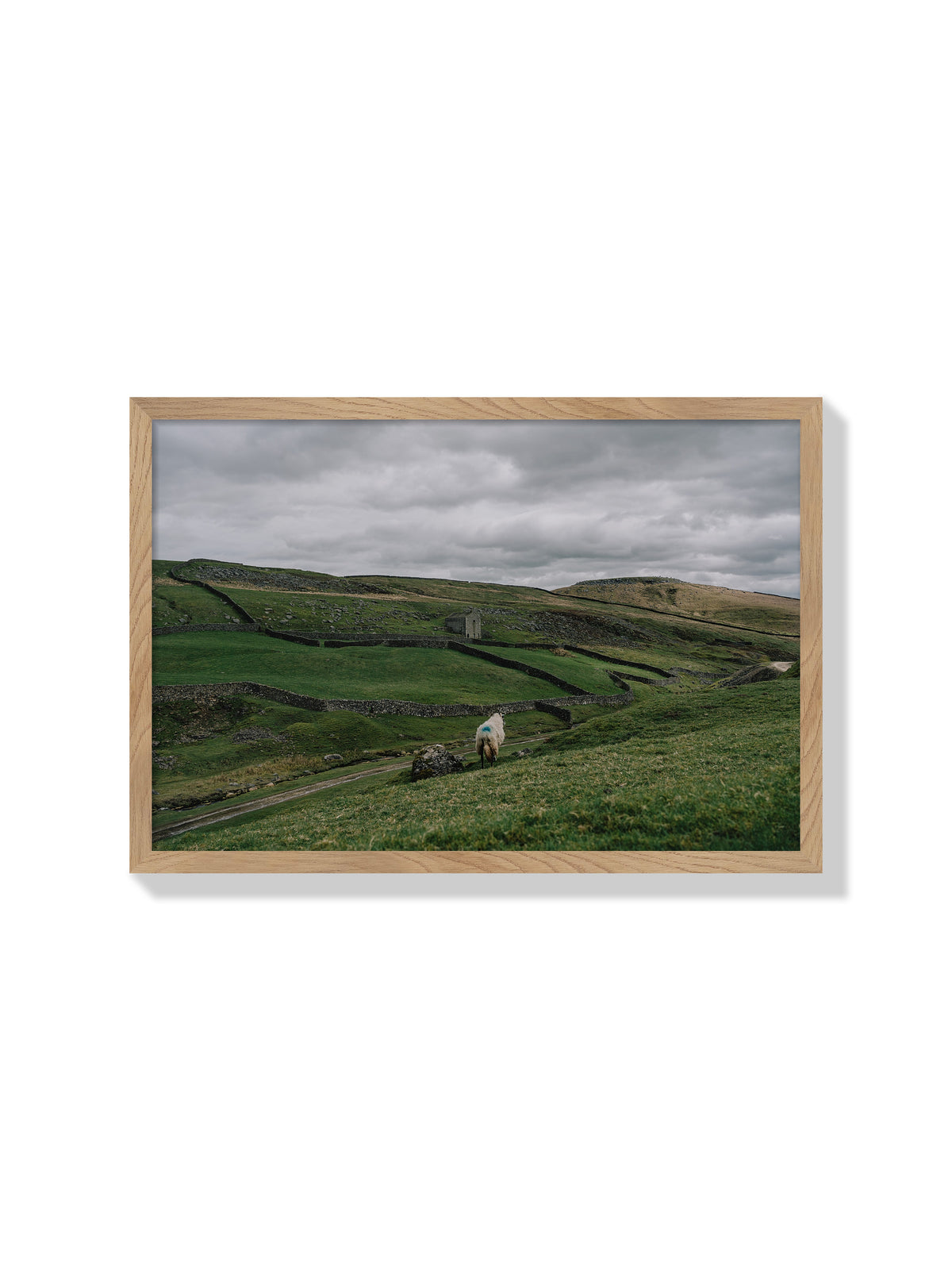 A Sheep on a Hill - Jonny Gleason - Natural Frame |frame=Natural Frame|