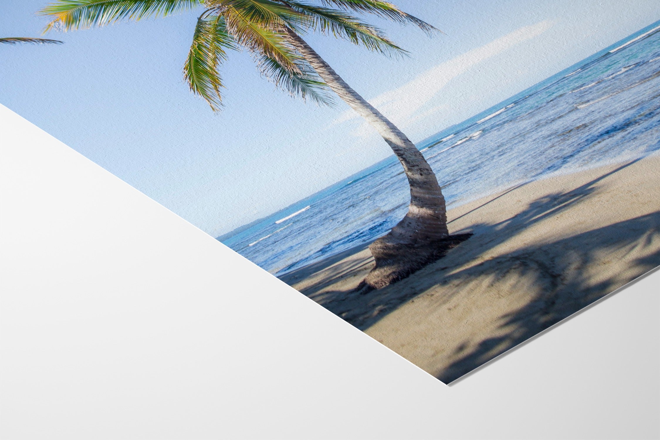 Panama Palm - Michael Green - Hahnemuhle German Etching 310gsm |type=lifestyle|
