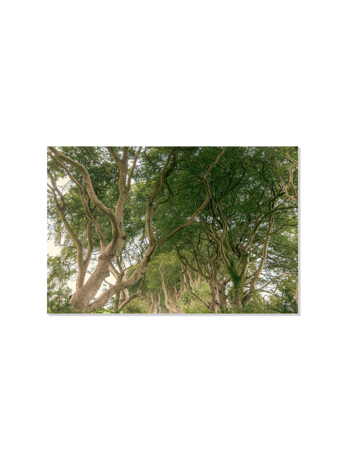 The Dark Hedges - Christina Bedetta Willett - Unframed |frame=Unframed|