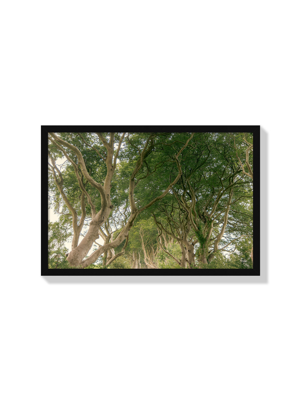The Dark Hedges - Christina Bedetta Willett - Black Frame |frame=Black Frame|