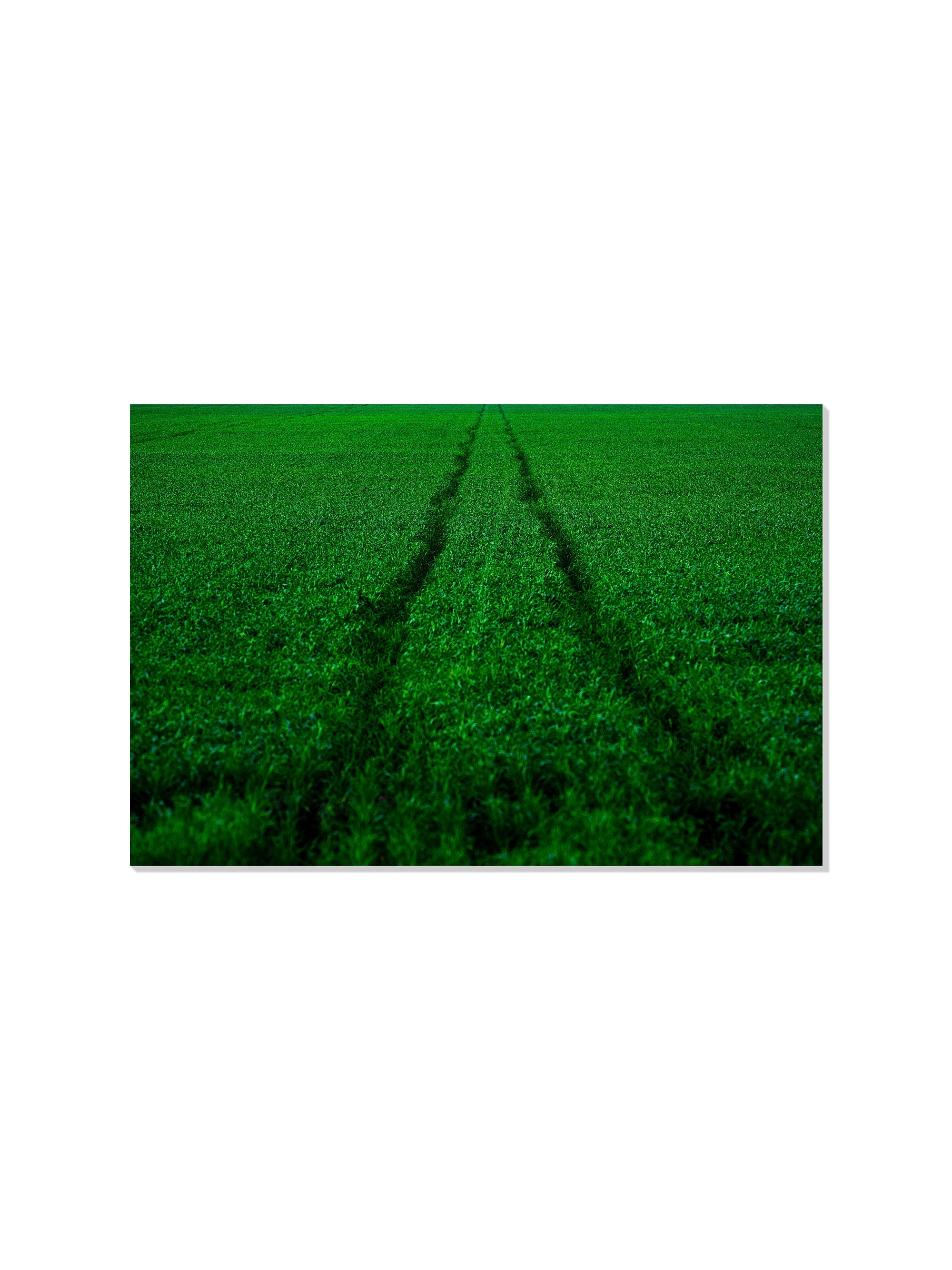 Track and Field - Tal Paz-Fridman - Unframed |frame=Unframed|
