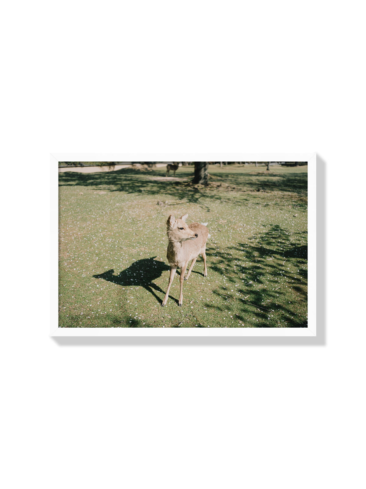 Deer in Sunlight - Jonny Gleason - White Frame |frame=White Frame|
