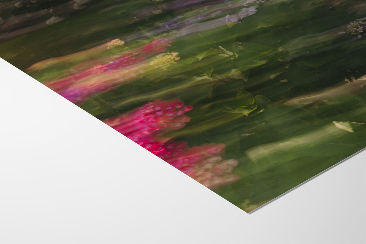 Impressions Of A Hydrangea Garden - Christina Bedetta Willett - Fine Art Paper 200gsm |type=paper|