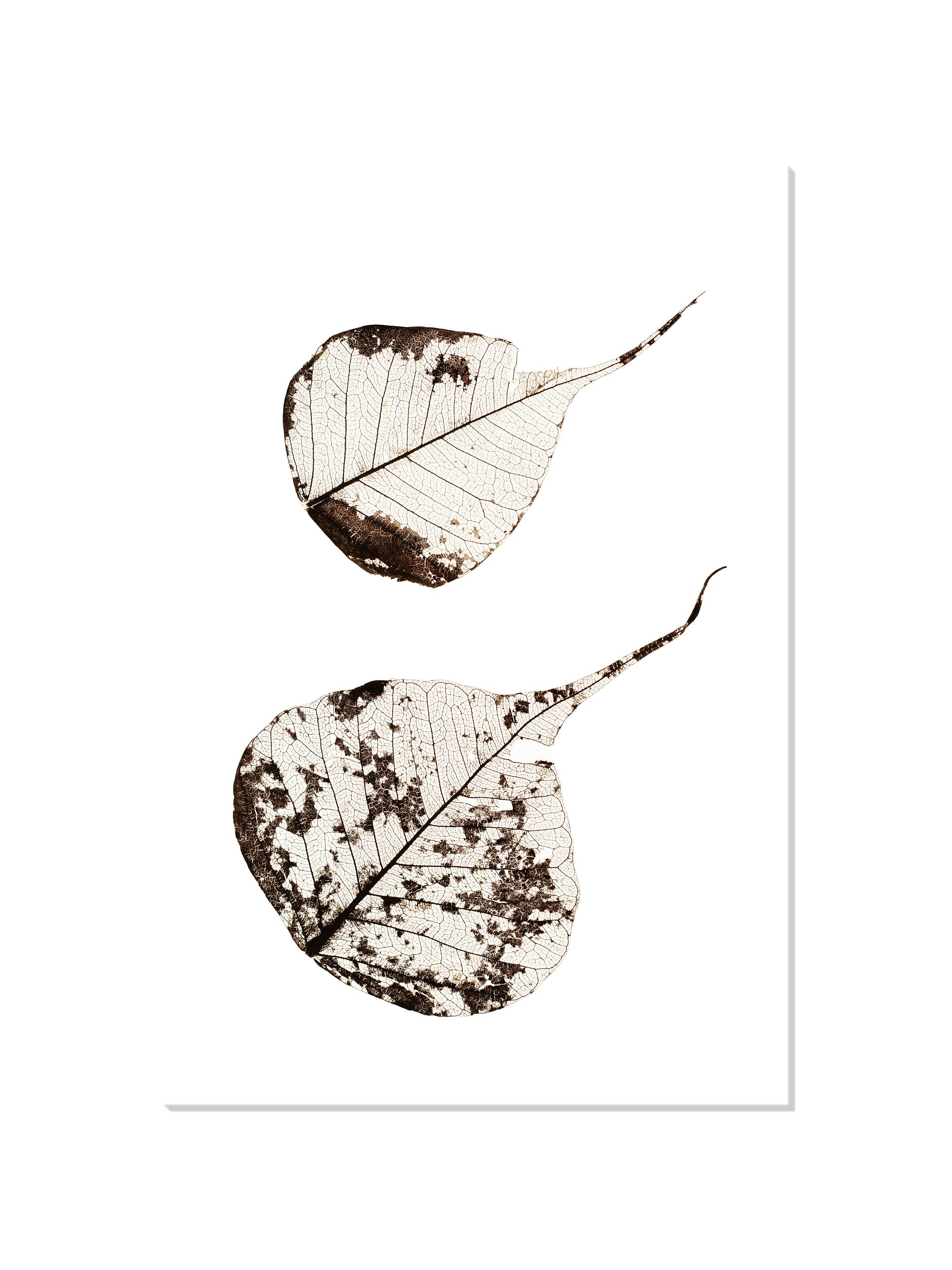 Fallen Leaves #2 - Tal Paz-Fridman - Unframed |frame=Unframed|