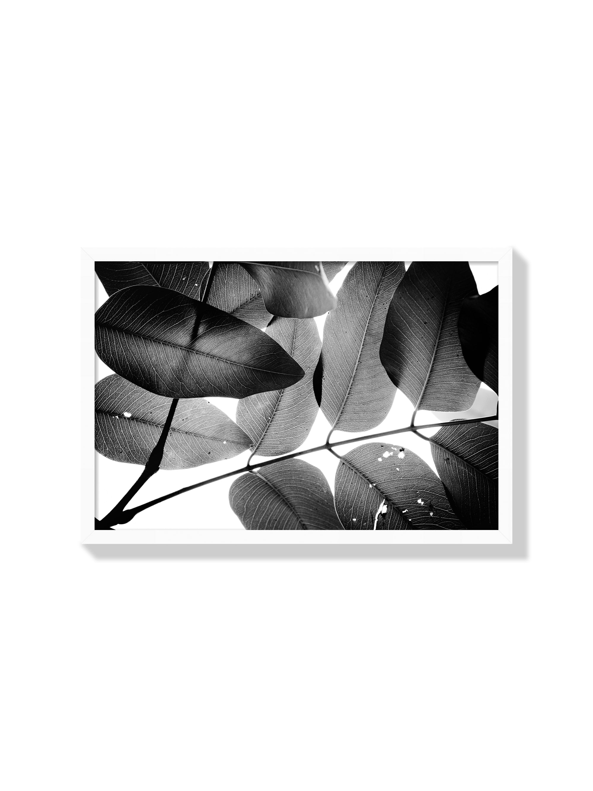Branches and Leaves - Tal Paz-Fridman - White Frame |frame=White Frame|