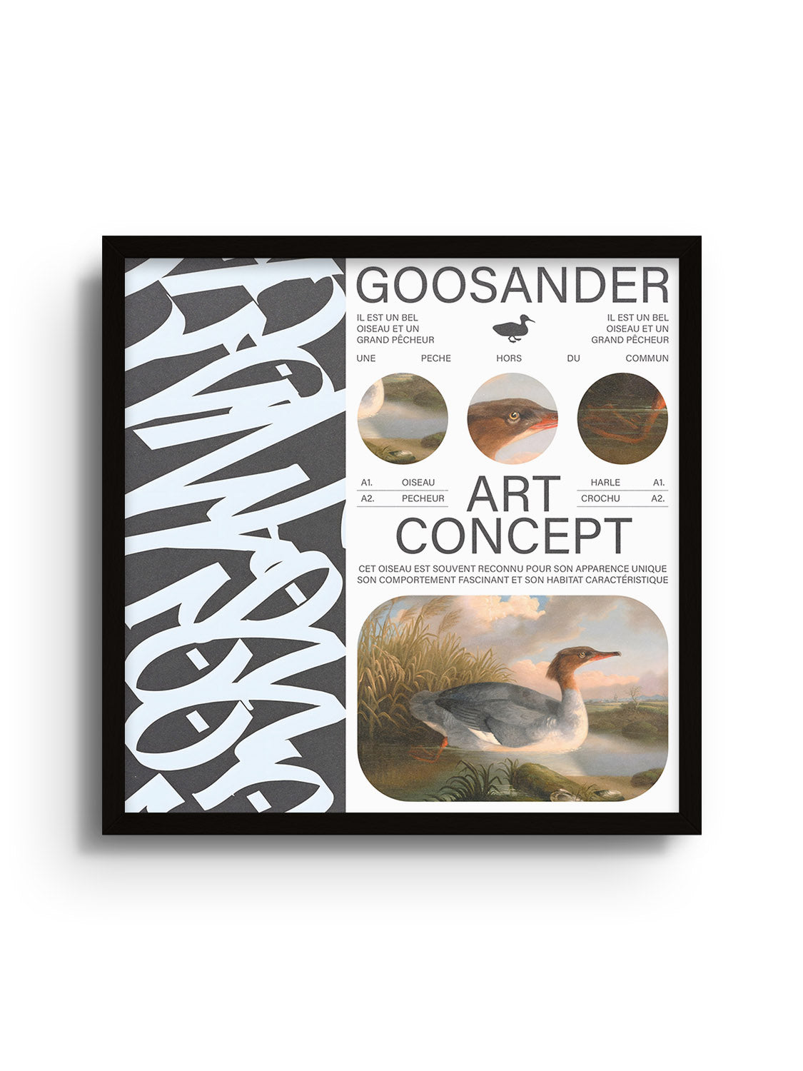 Goosander - Matéo Mace