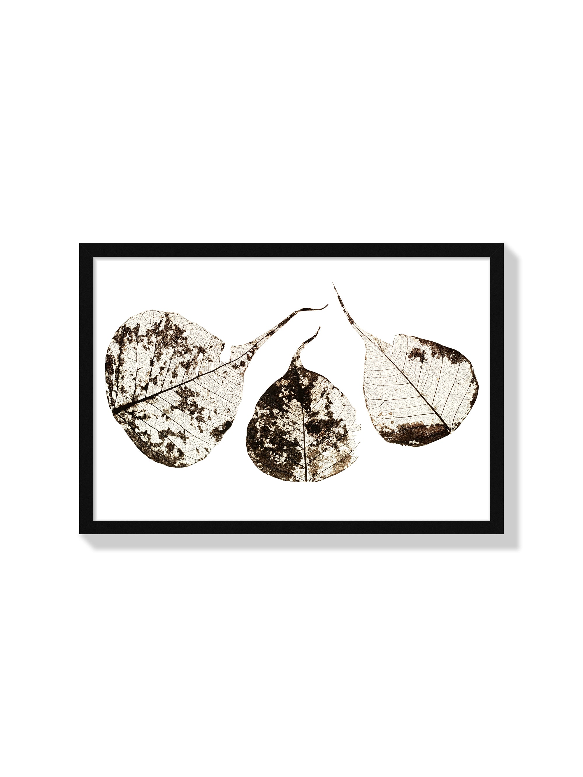Fallen Leaves #1 - Tal Paz-Fridman - Black Frame |frame=Black Frame|