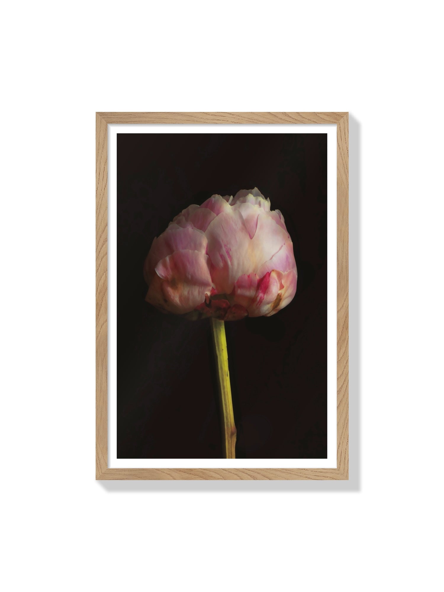 Fine art print "Peony" by Will Arden displayed in Natural Frame, highlighting vibrant floral artwork in elegant setting. |frame=Natural Frame|