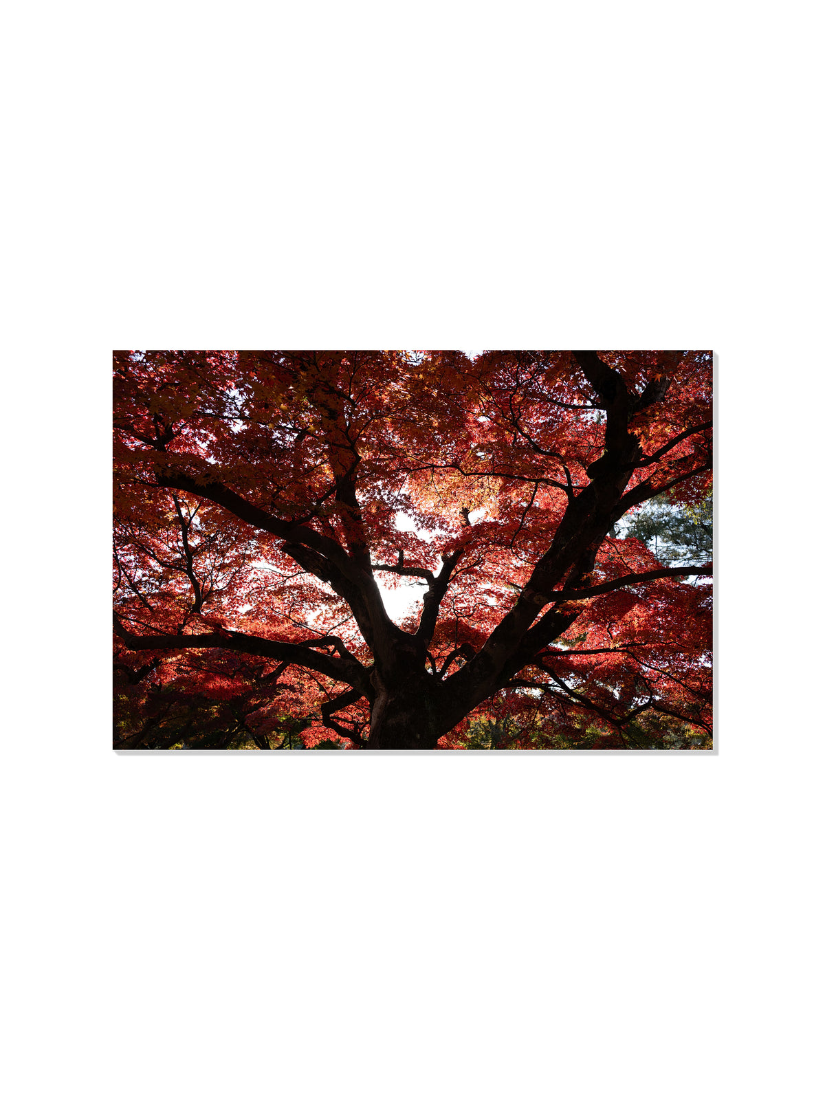 Japanese Maple Canopy - Jonny Gleason - Unframed |frame=Unframed|