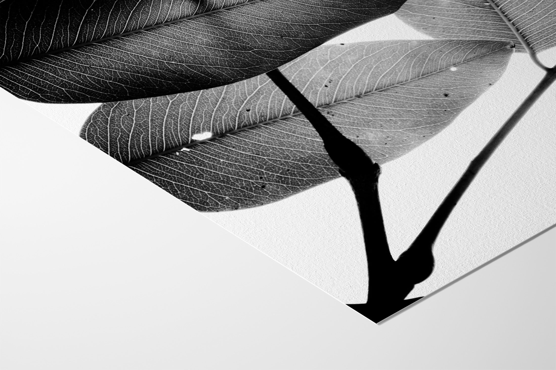 Branches and Leaves - Tal Paz-Fridman - Hahnemuhle German Etching 310gsm |type=lifestyle|