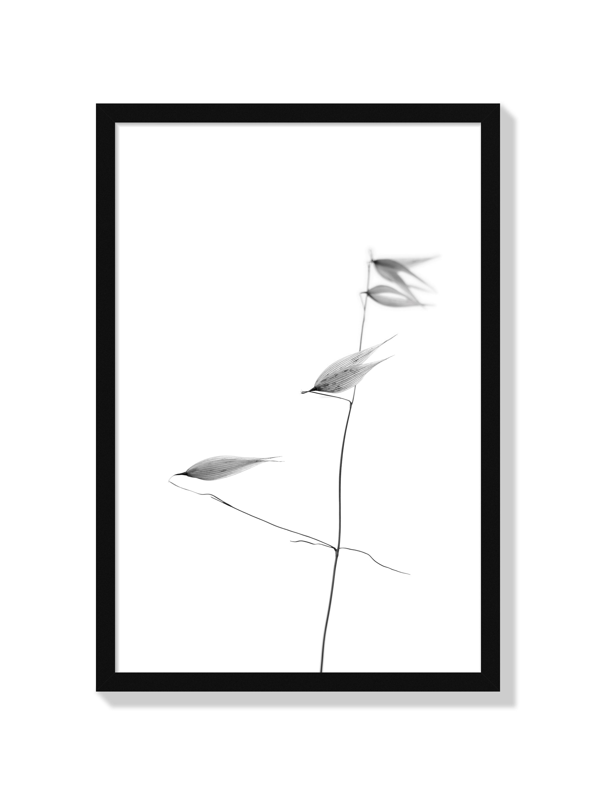 In light of current events IV - Tal Paz-Fridman - Black Frame |frame=Black Frame|