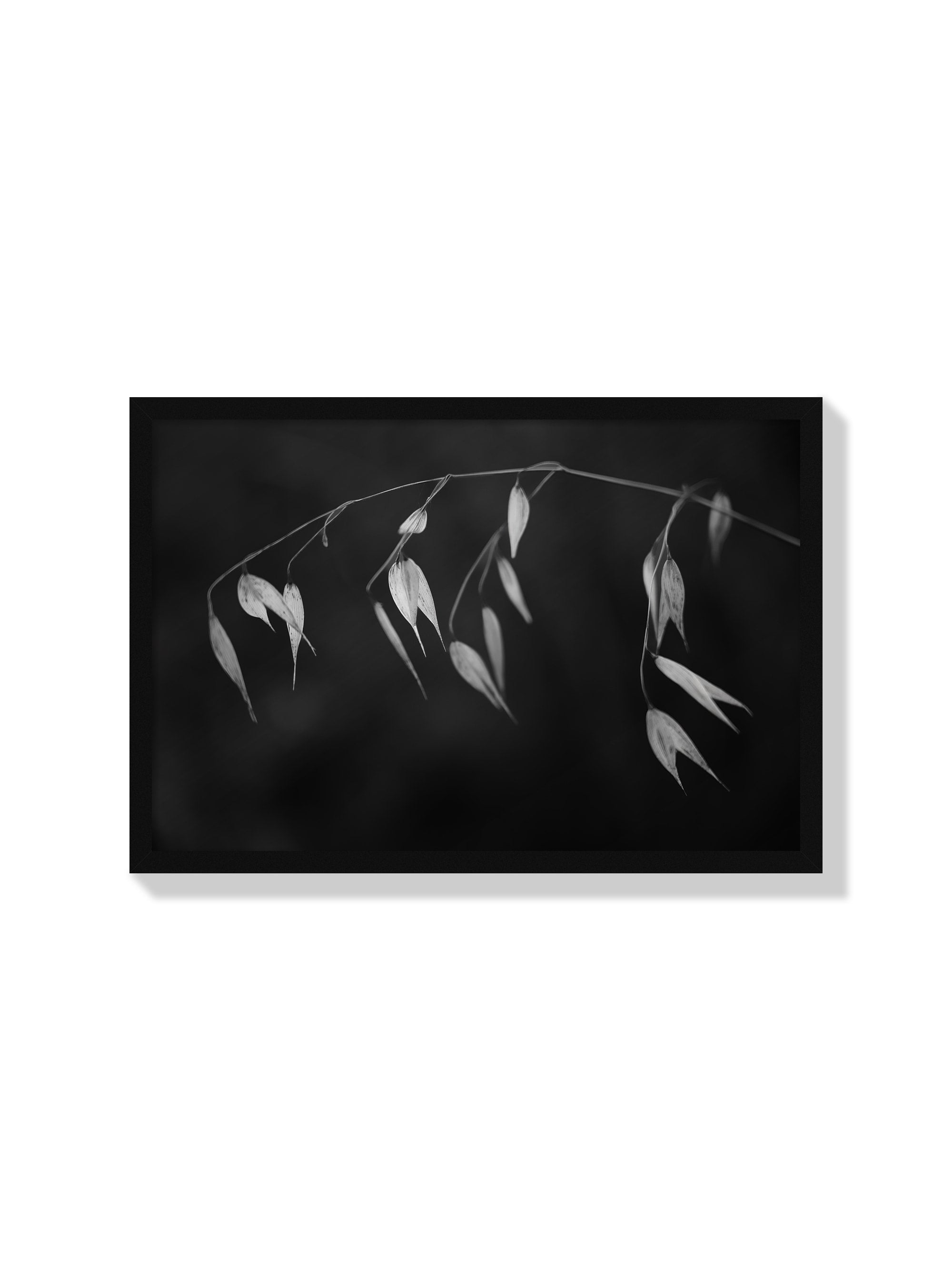 In light of current events II - Tal Paz-Fridman - Black Frame |frame=Black Frame|