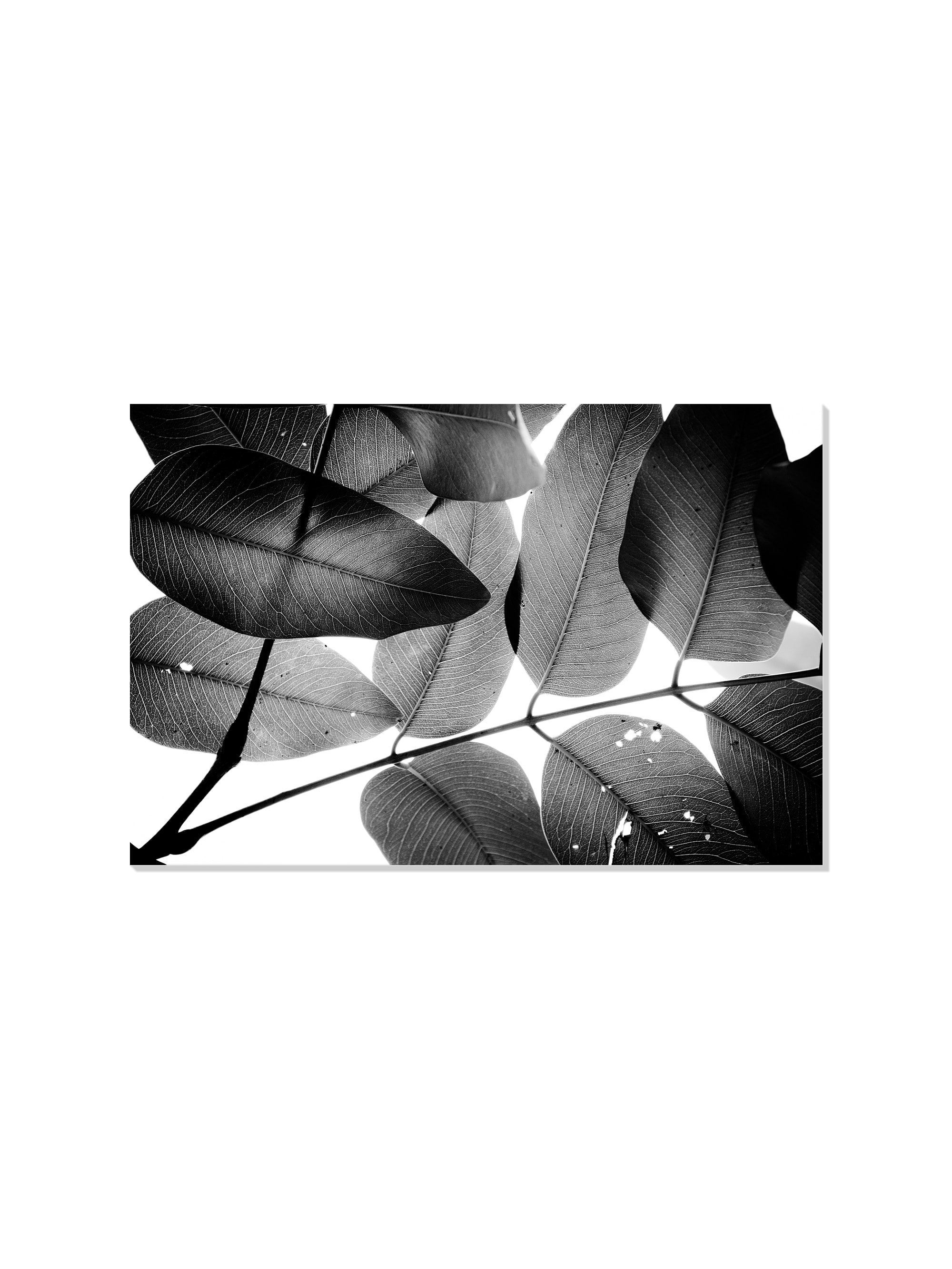 Branches and Leaves - Tal Paz-Fridman - Unframed |frame=Unframed|