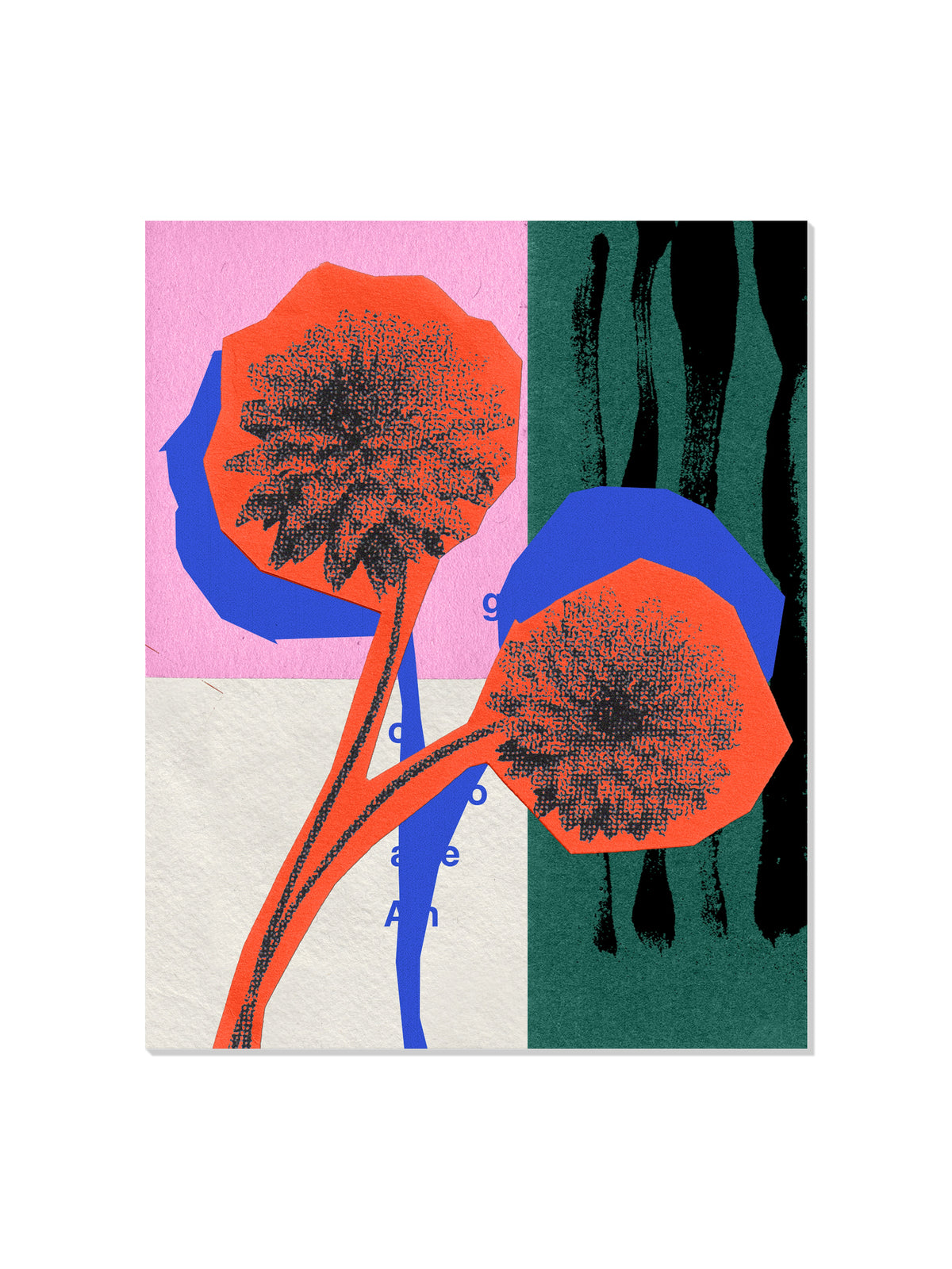 Dahlia Flower - Sian Roper - Unframed |frame=Unframed|