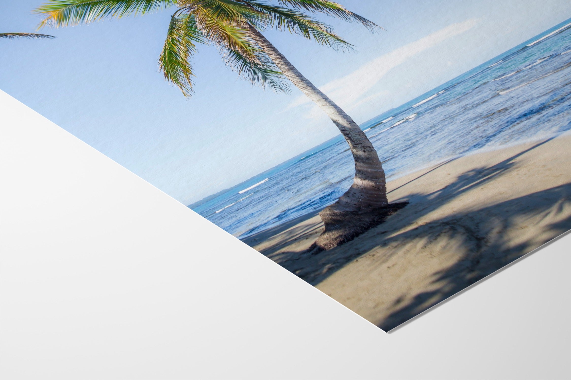 Panama Palm - Michael Green - Fine Art Paper 200gsm |type=lifestyle|