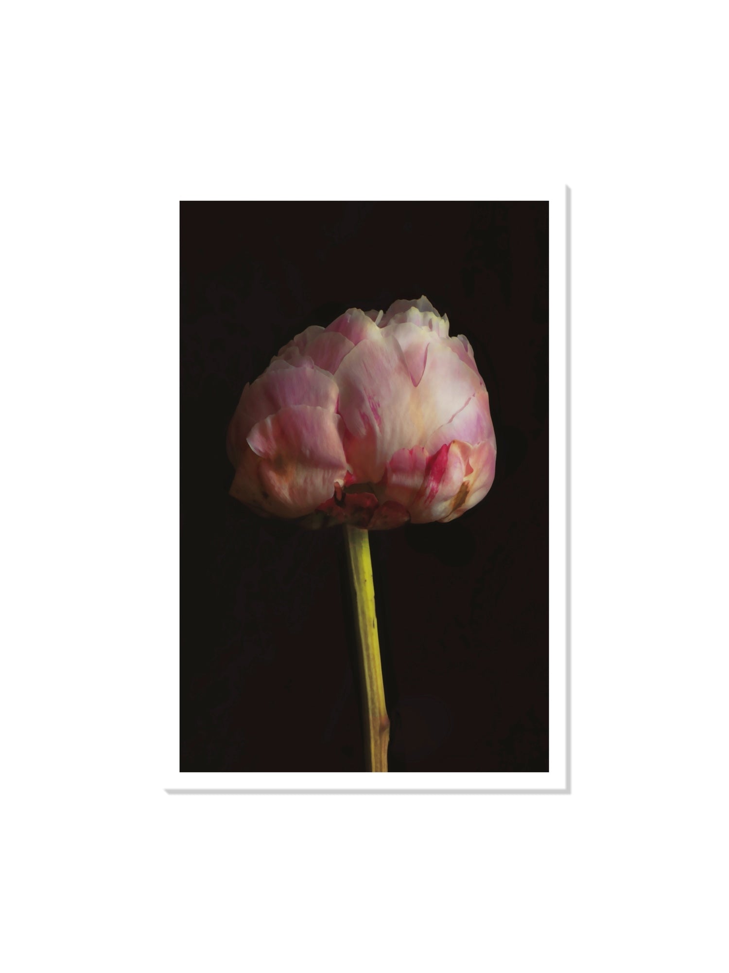Fine art print "Peony" by Will Arden, displayed as an unframed print, featuring elegant floral details. |frame=Unframed|