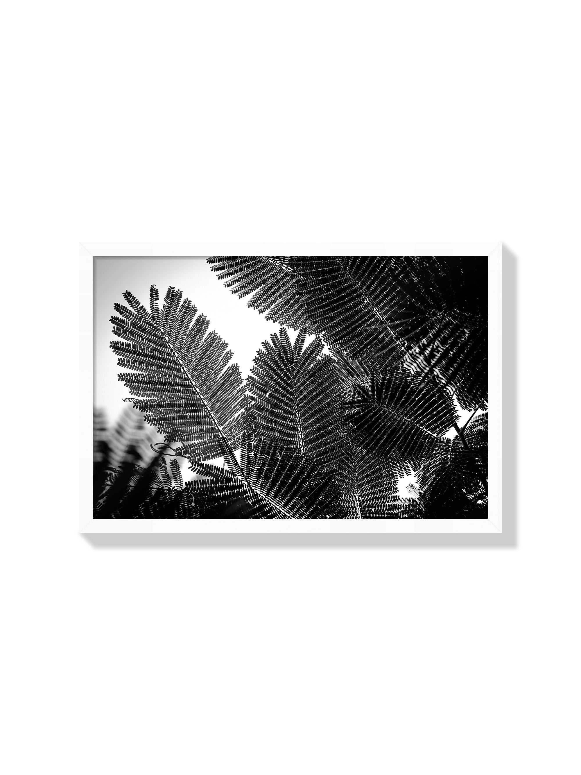 Natural Geometries I - Tal Paz-Fridman - White Frame |frame=White Frame|