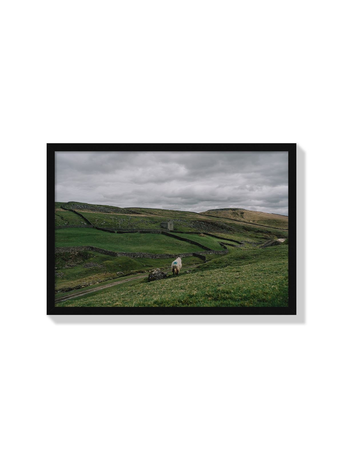 A Sheep on a Hill - Jonny Gleason - Black Frame |frame=Black Frame|