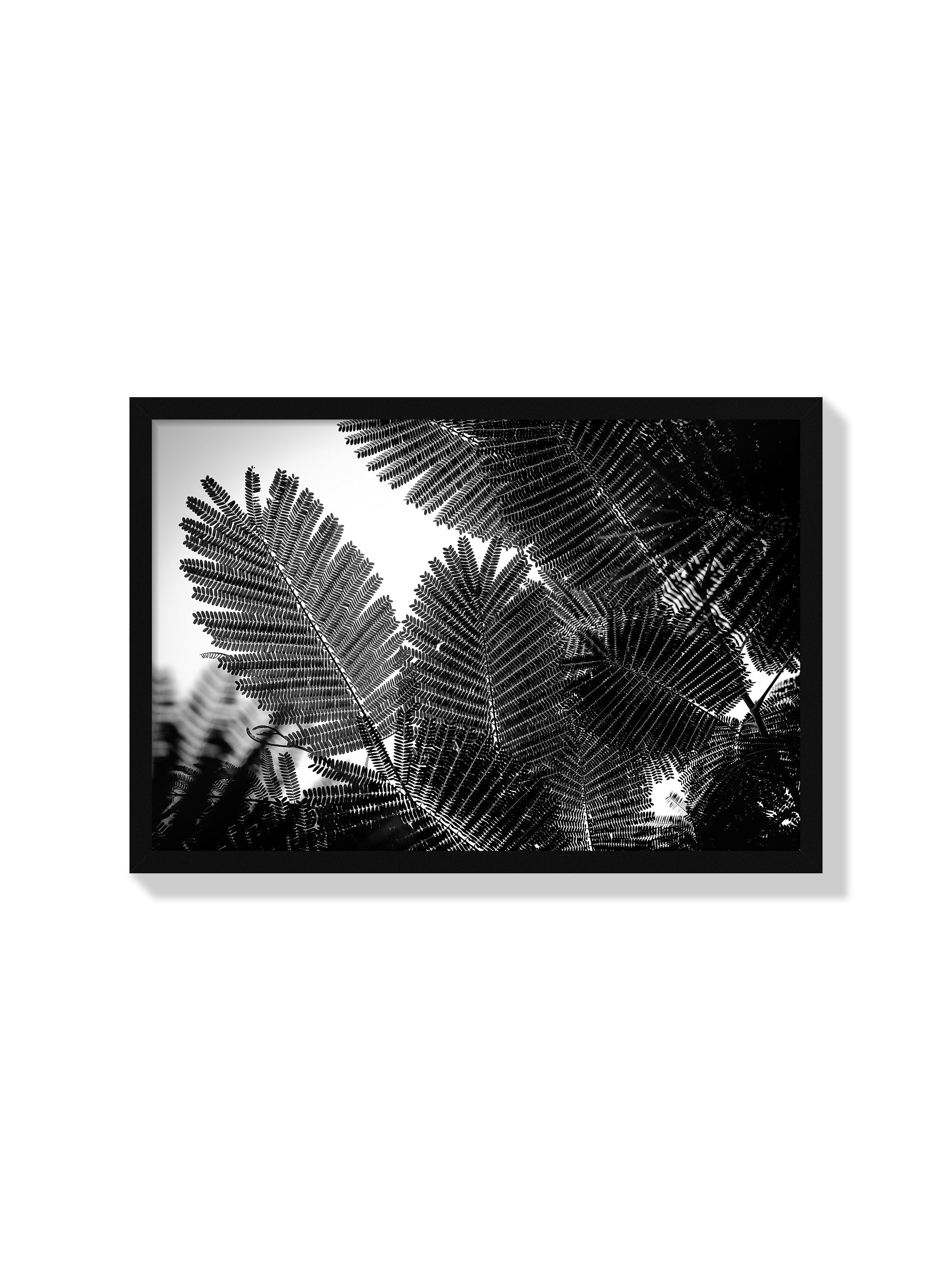 Natural Geometries I - Tal Paz-Fridman - Black Frame |frame=Black Frame|