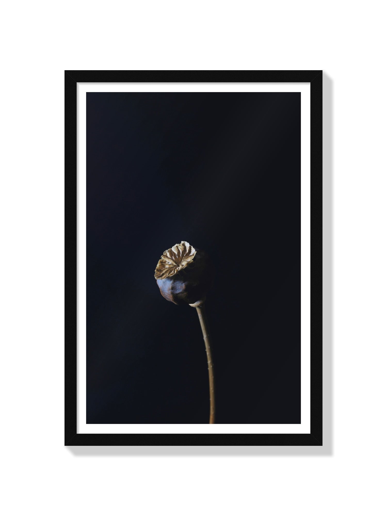 Dutch Poppy - Will Arden - Black Frame |frame=Black Frame|