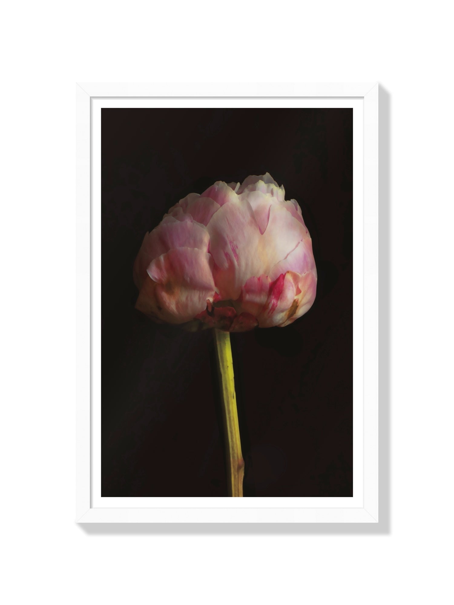 Peony - Will Arden - White Frame |frame=White Frame|