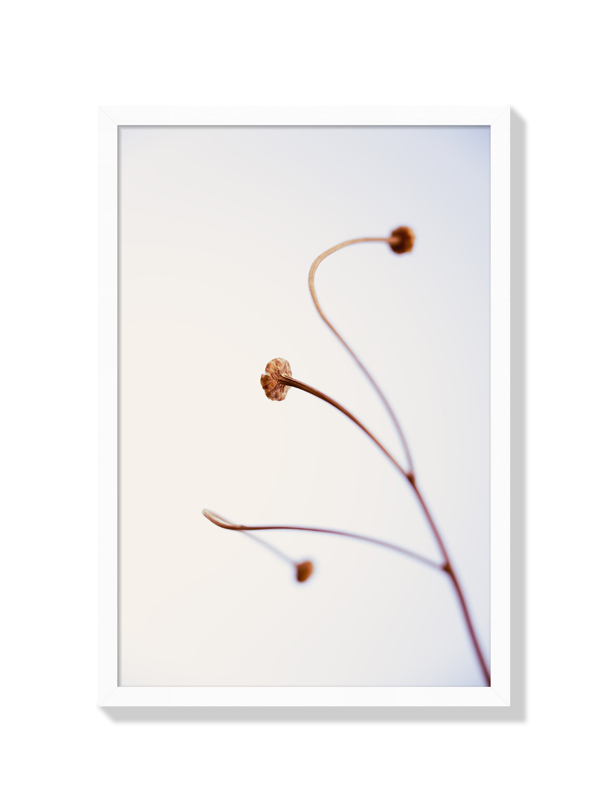 In light of current events VIII - Tal Paz-Fridman - White Frame |frame=White Frame|
