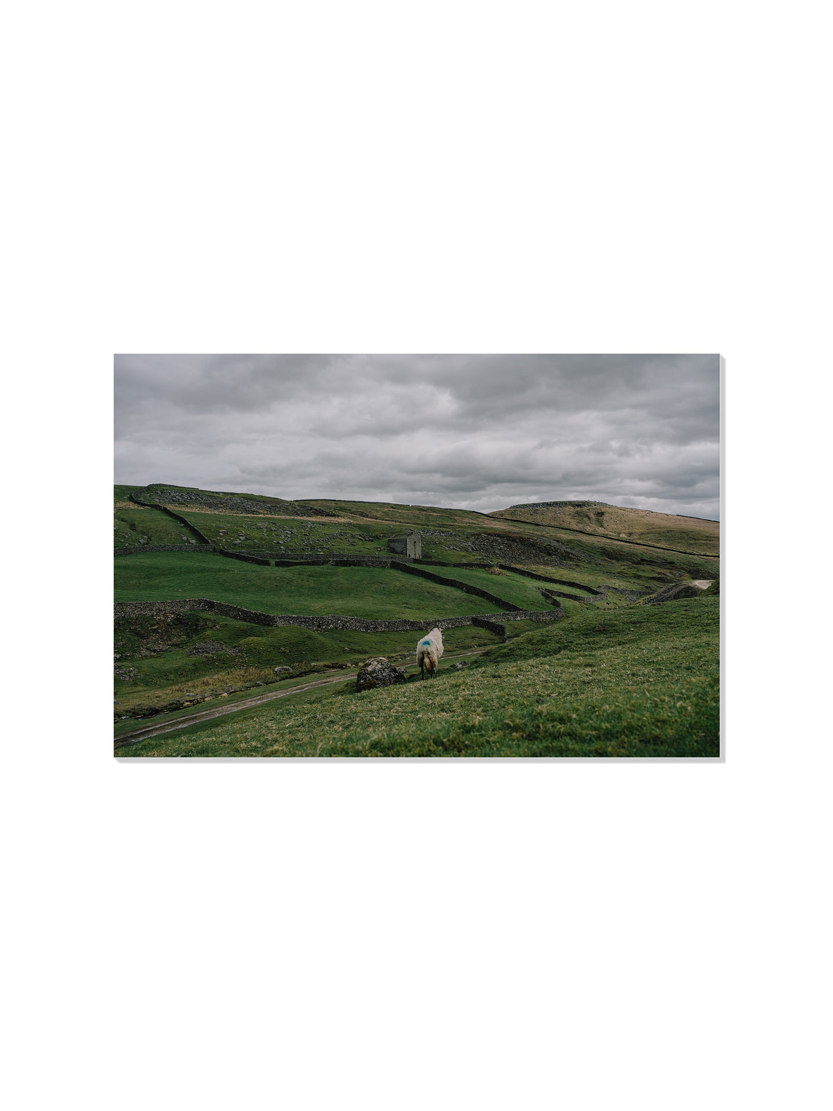 A Sheep on a Hill - Jonny Gleason - Unframed |frame=Unframed|