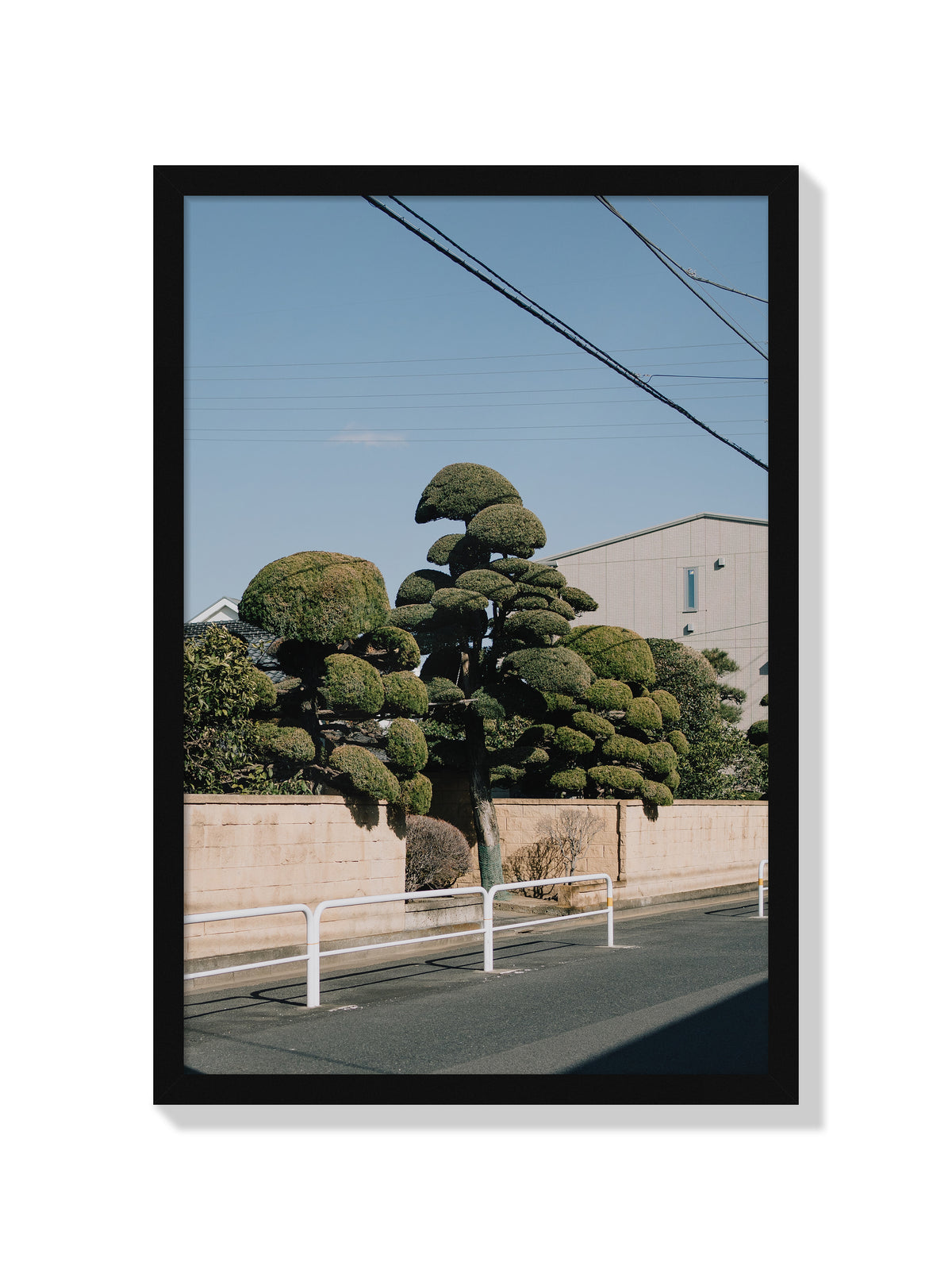 Drooping Topiary - Jonny Gleason - Black Frame |frame=Black Frame|
