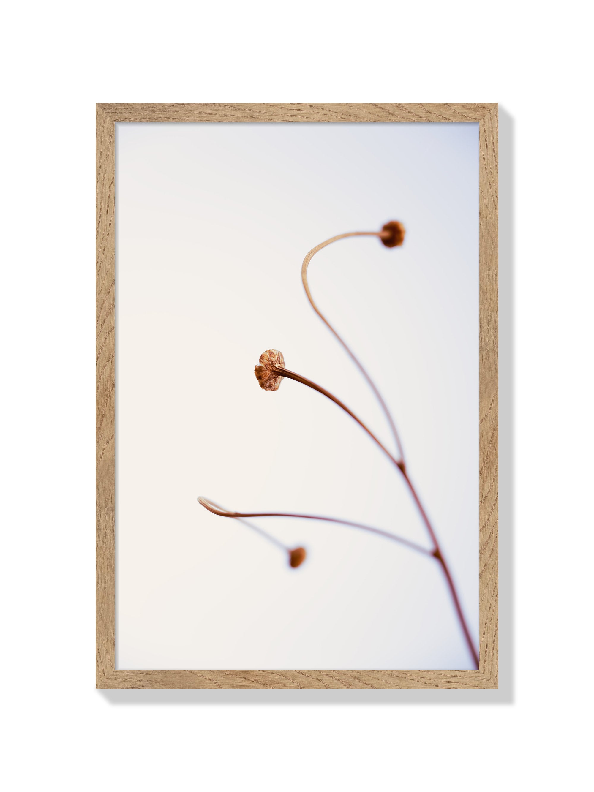 In light of current events VIII - Tal Paz-Fridman - Natural Frame |frame=Natural Frame|
