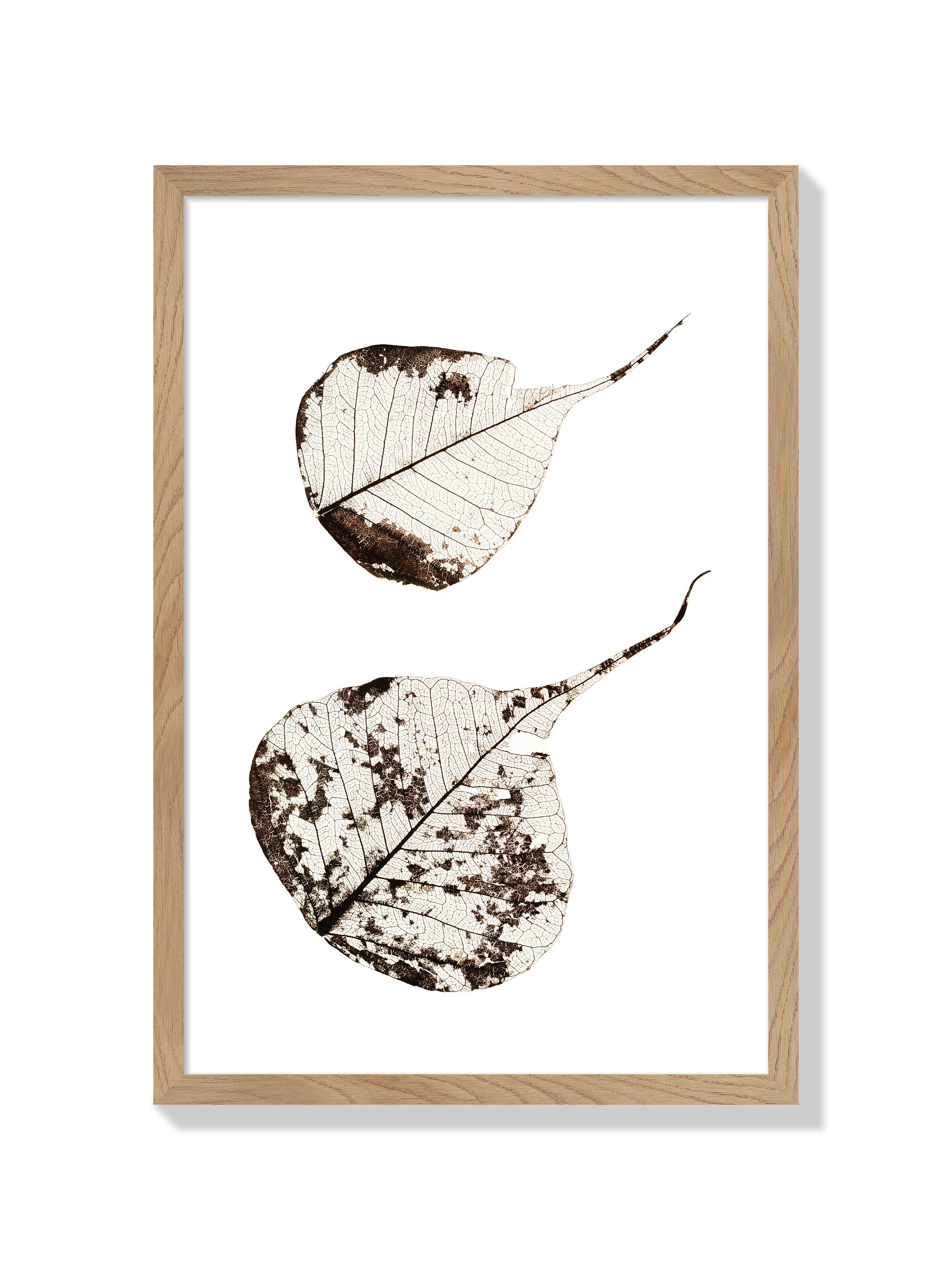Fallen Leaves #2 - Tal Paz-Fridman - Natural Frame |frame=Natural Frame|