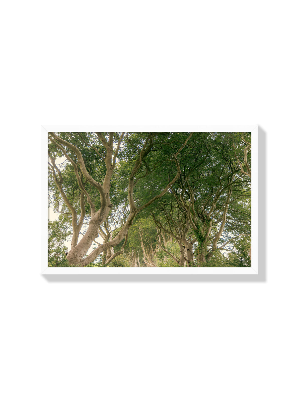 The Dark Hedges - Christina Bedetta Willett - White Frame |frame=White Frame|