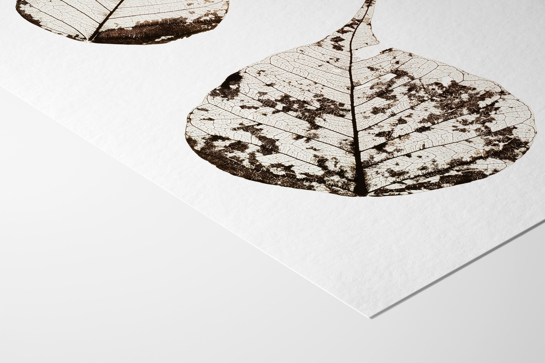 Fallen Leaves #2 - Tal Paz-Fridman - Fine Art Paper 200gsm |type=lifestyle|