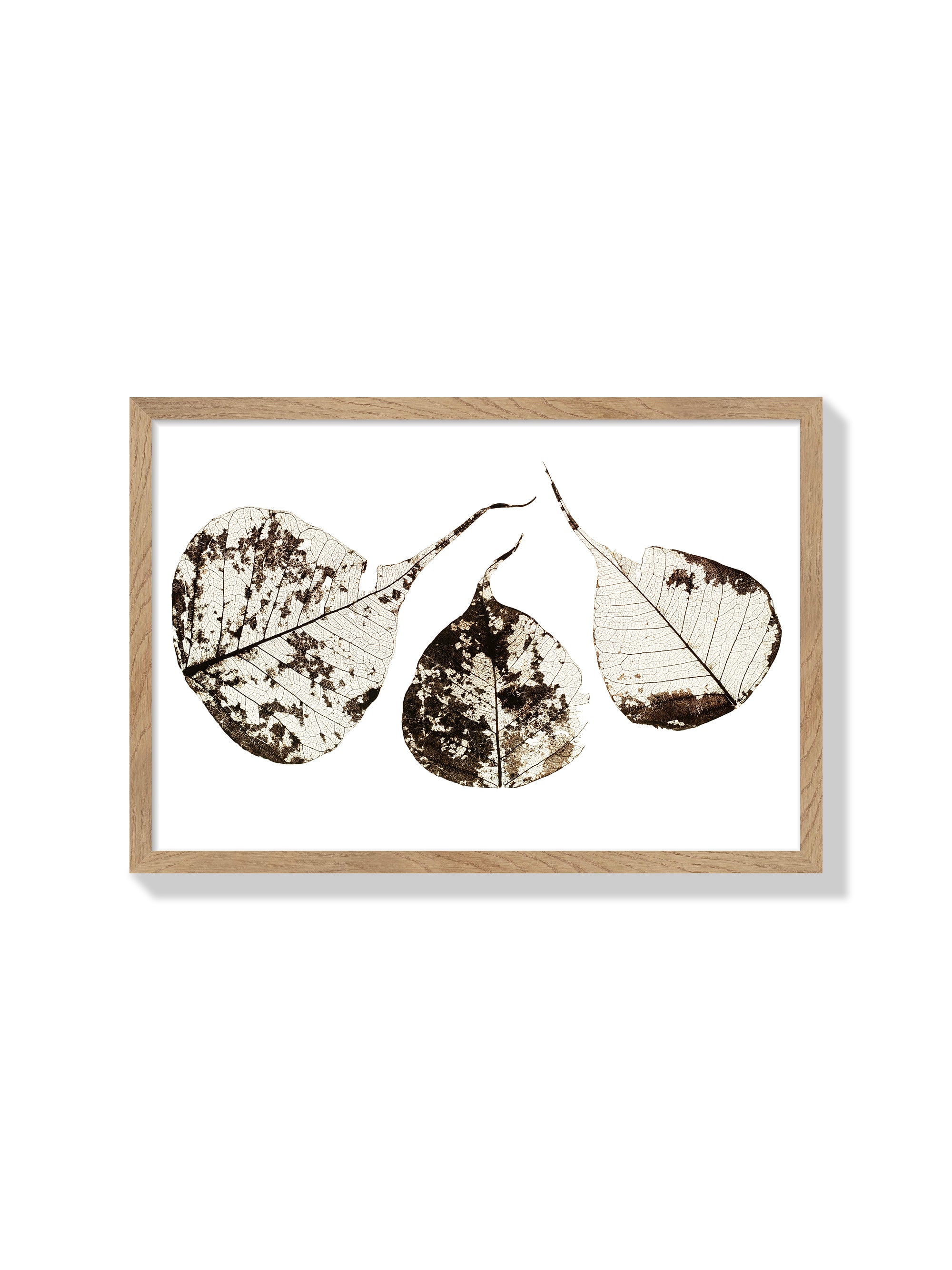 Fallen Leaves #1 - Tal Paz-Fridman - Natural Frame |frame=Natural Frame|