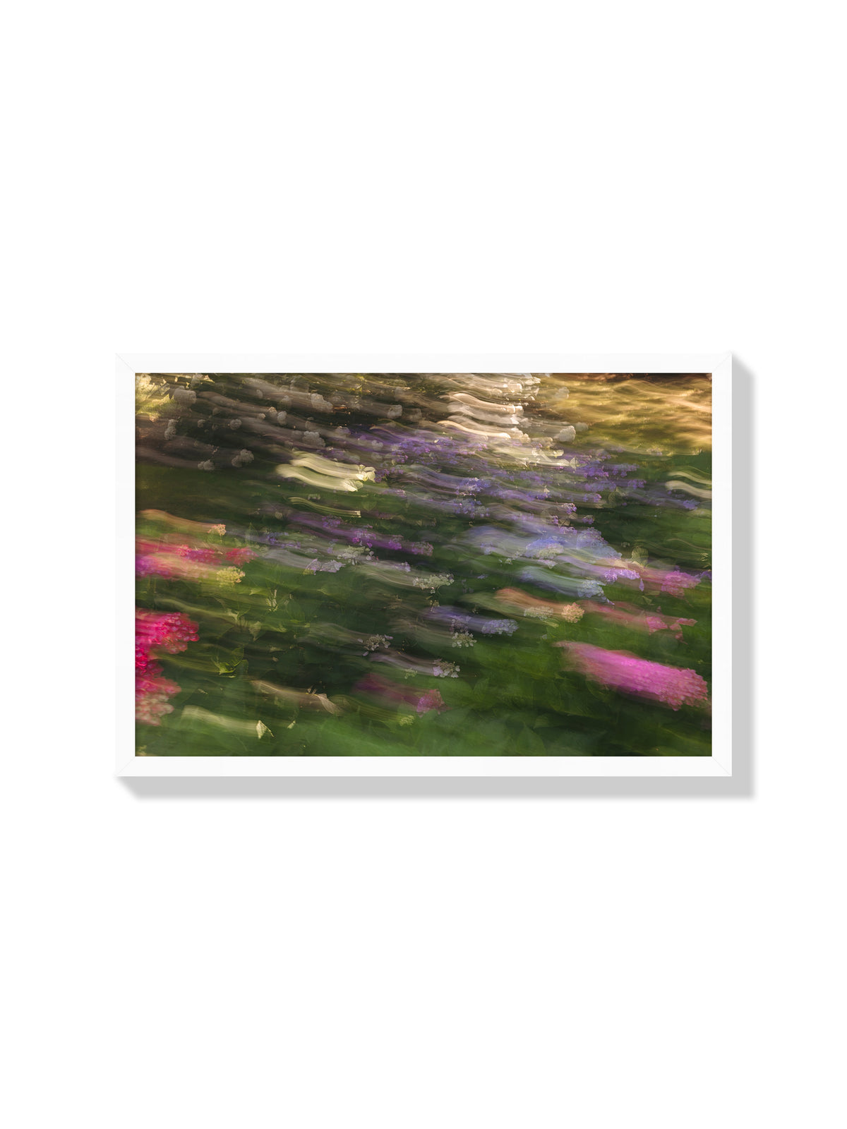 Impressions Of A Hydrangea Garden - Christina Bedetta Willett - White Frame |frame=White Frame|
