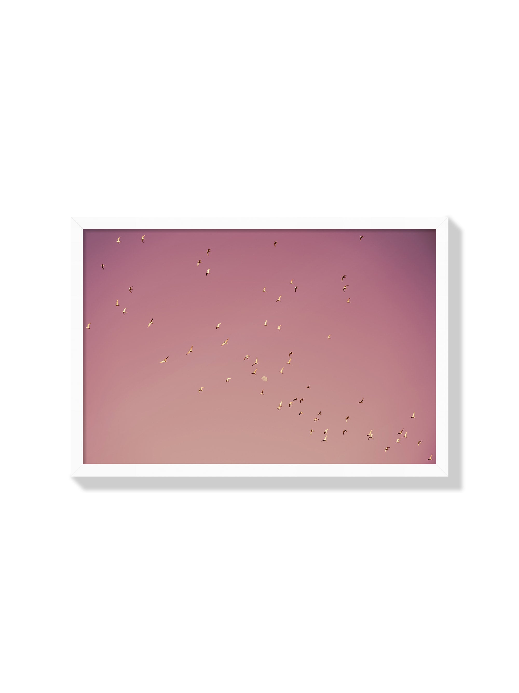 Gulf of Eilat #2 - Tal Paz-Fridman - White Frame |frame=White Frame|