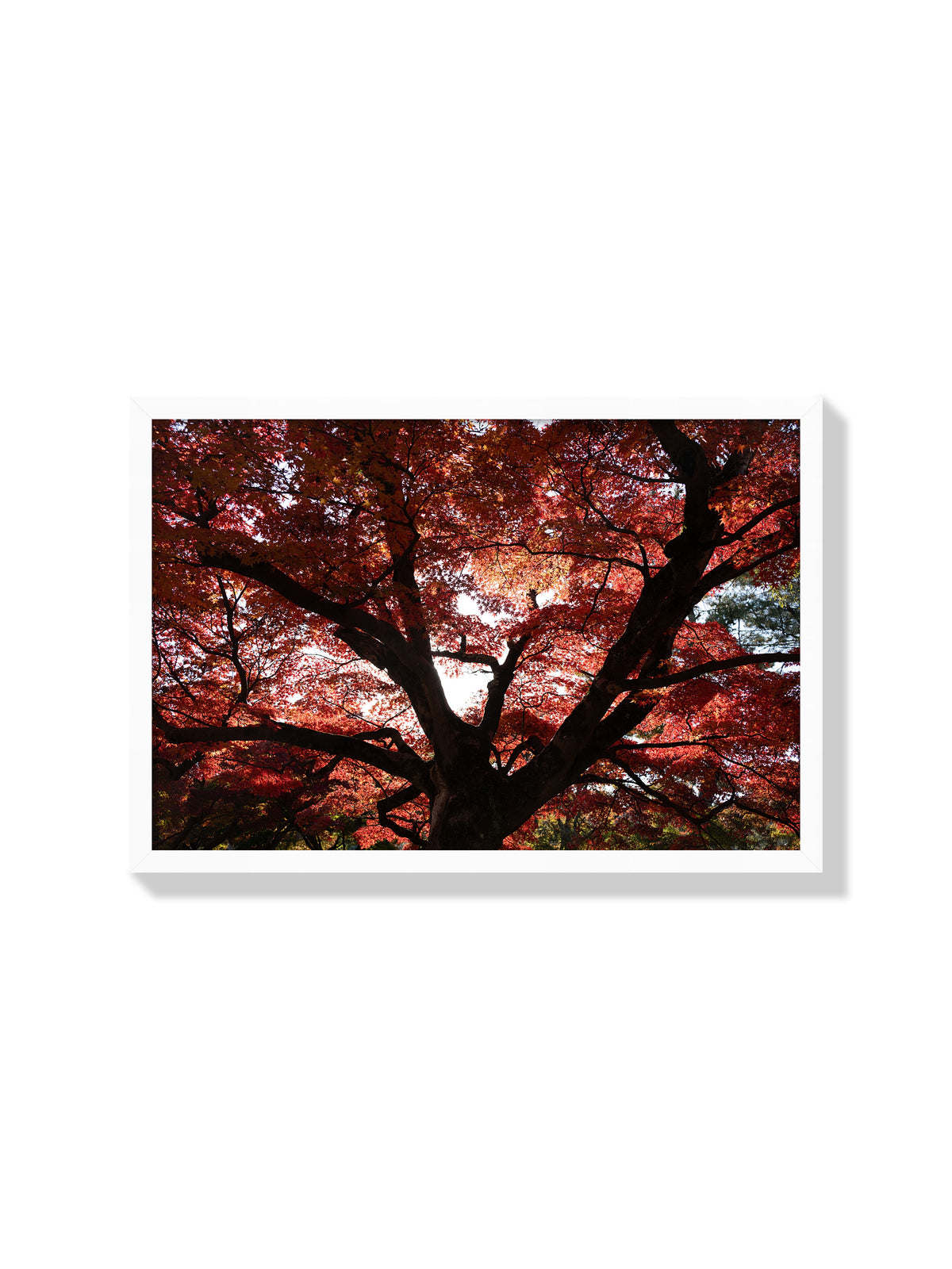 Japanese Maple Canopy - Jonny Gleason - White Frame |frame=White Frame|