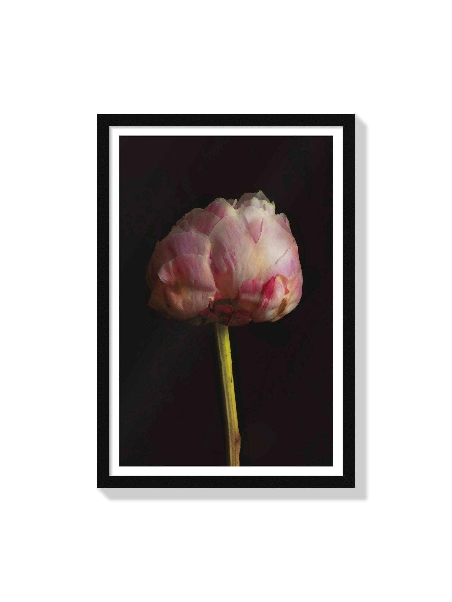 Fine art print "Peony" by Will Arden in black frame |frame=Black Frame|