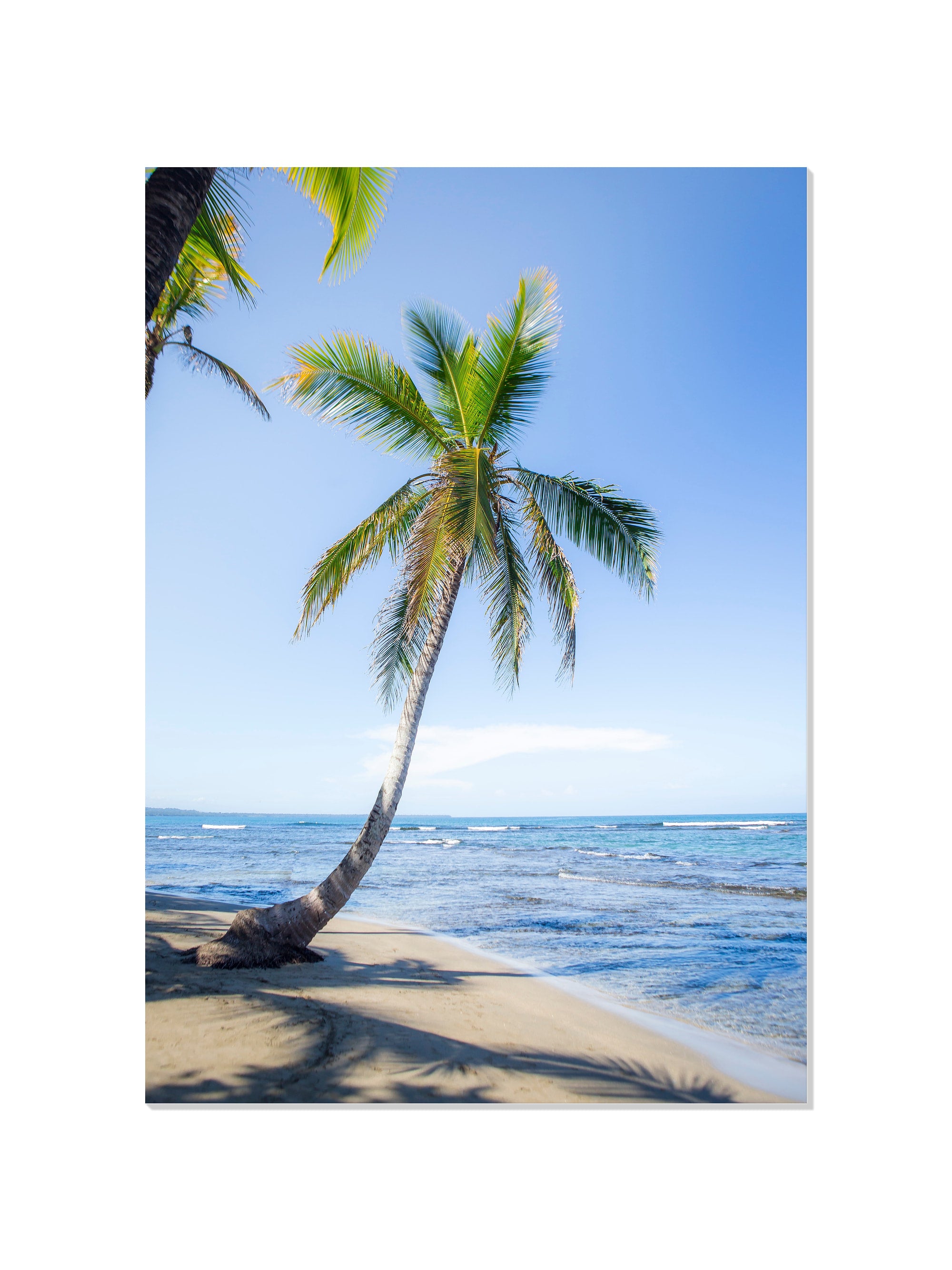 Panama Palm - Michael Green - Unframed |frame=Unframed|
