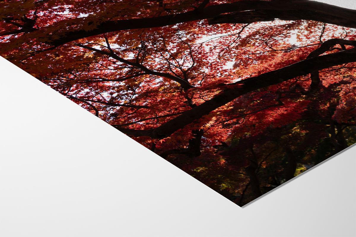 Japanese Maple Canopy - Jonny Gleason - Hahnemuhle German Etching 310gsm |type=paper|