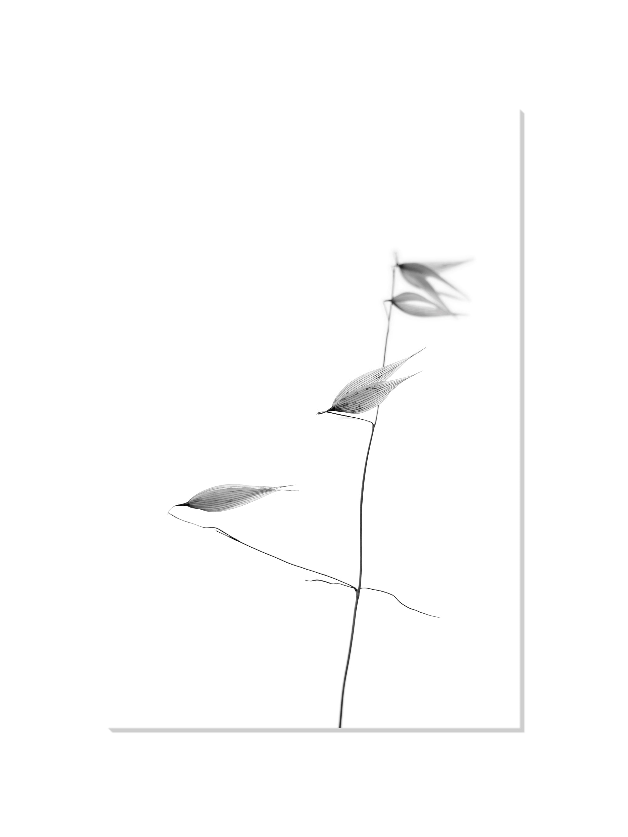 In light of current events IV - Tal Paz-Fridman - Unframed |frame=Unframed|