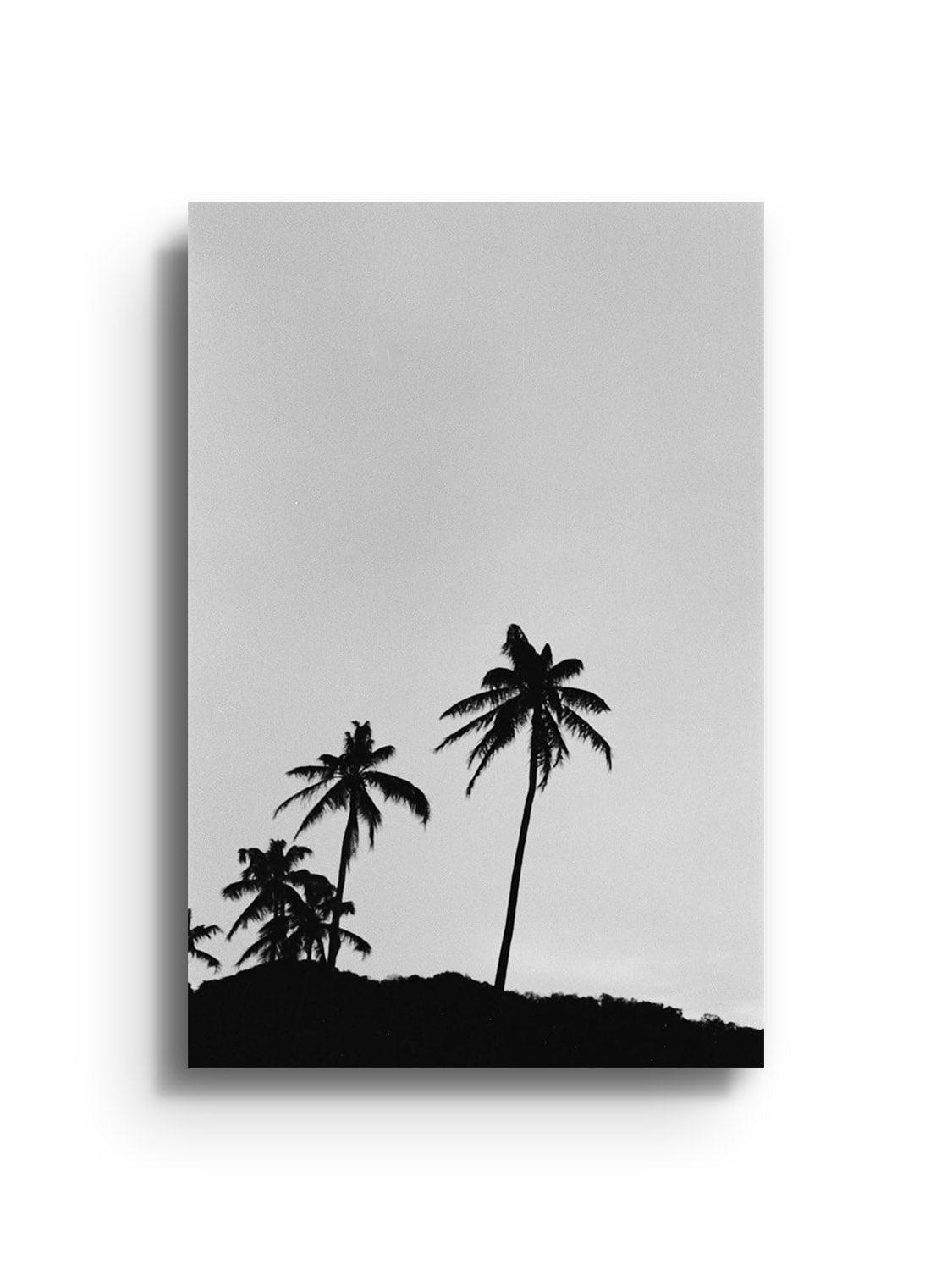 Fine art print "Los Palmas" by Adam Sherrett displayed as an unframed print. |frame=Unframed|
