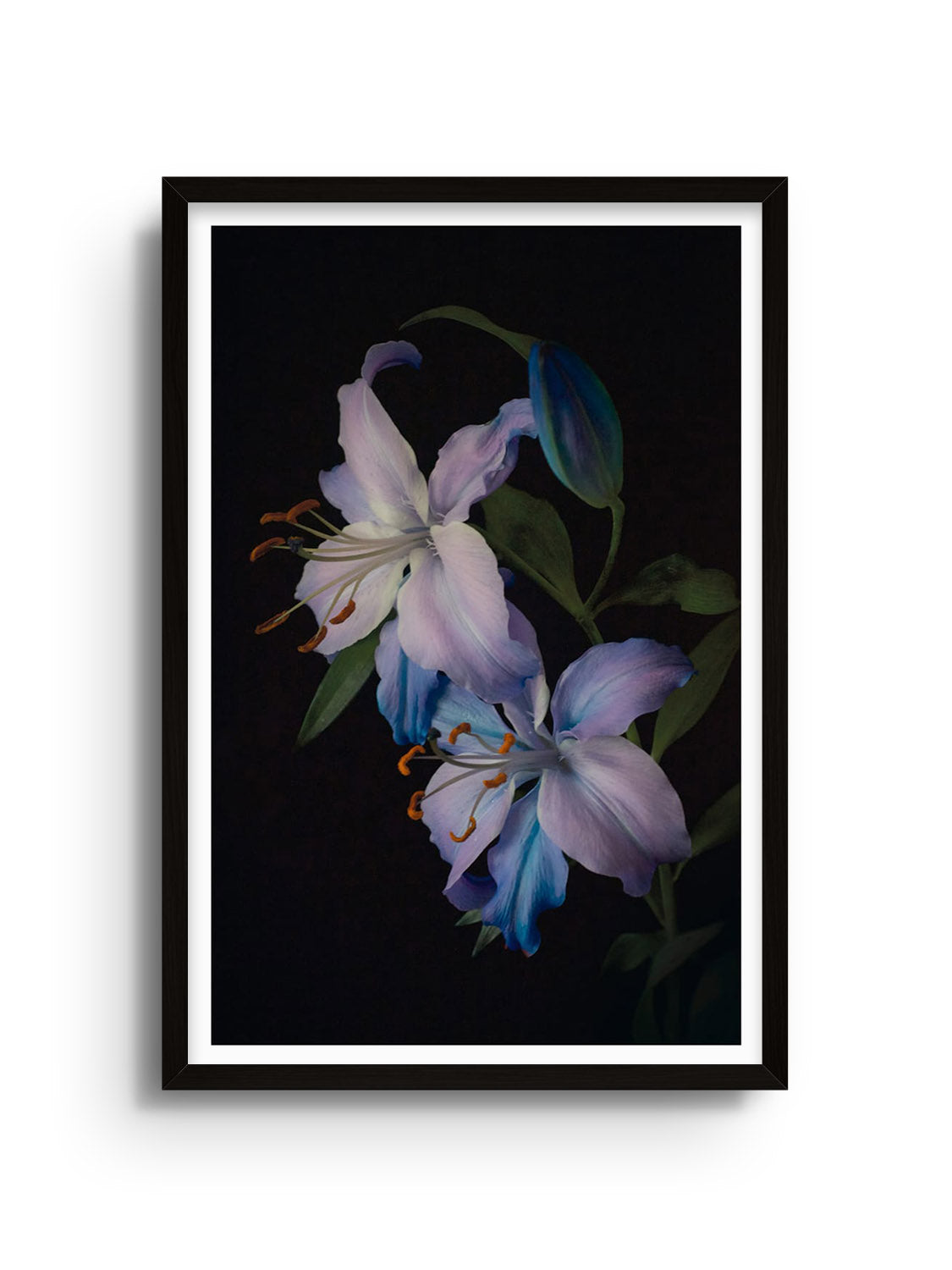 Fine art print "Two Lilies" by Will Arden displayed in black frame. |frame=Black Frame|