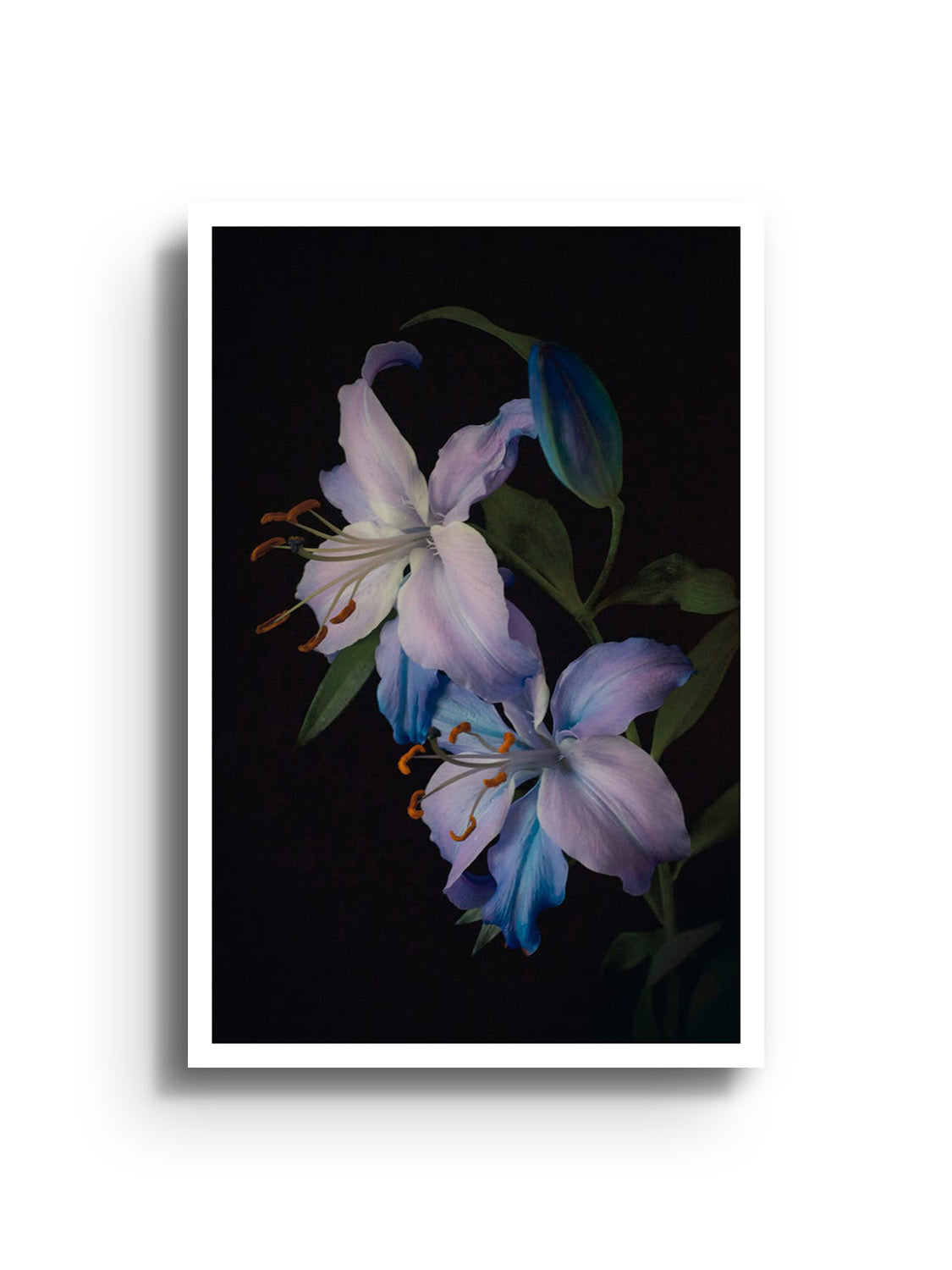 Unframed print of "Two Lilies" by Will Arden, showcasing a vibrant depiction of two lilies in detailed fine art style. |frame=Unframed|