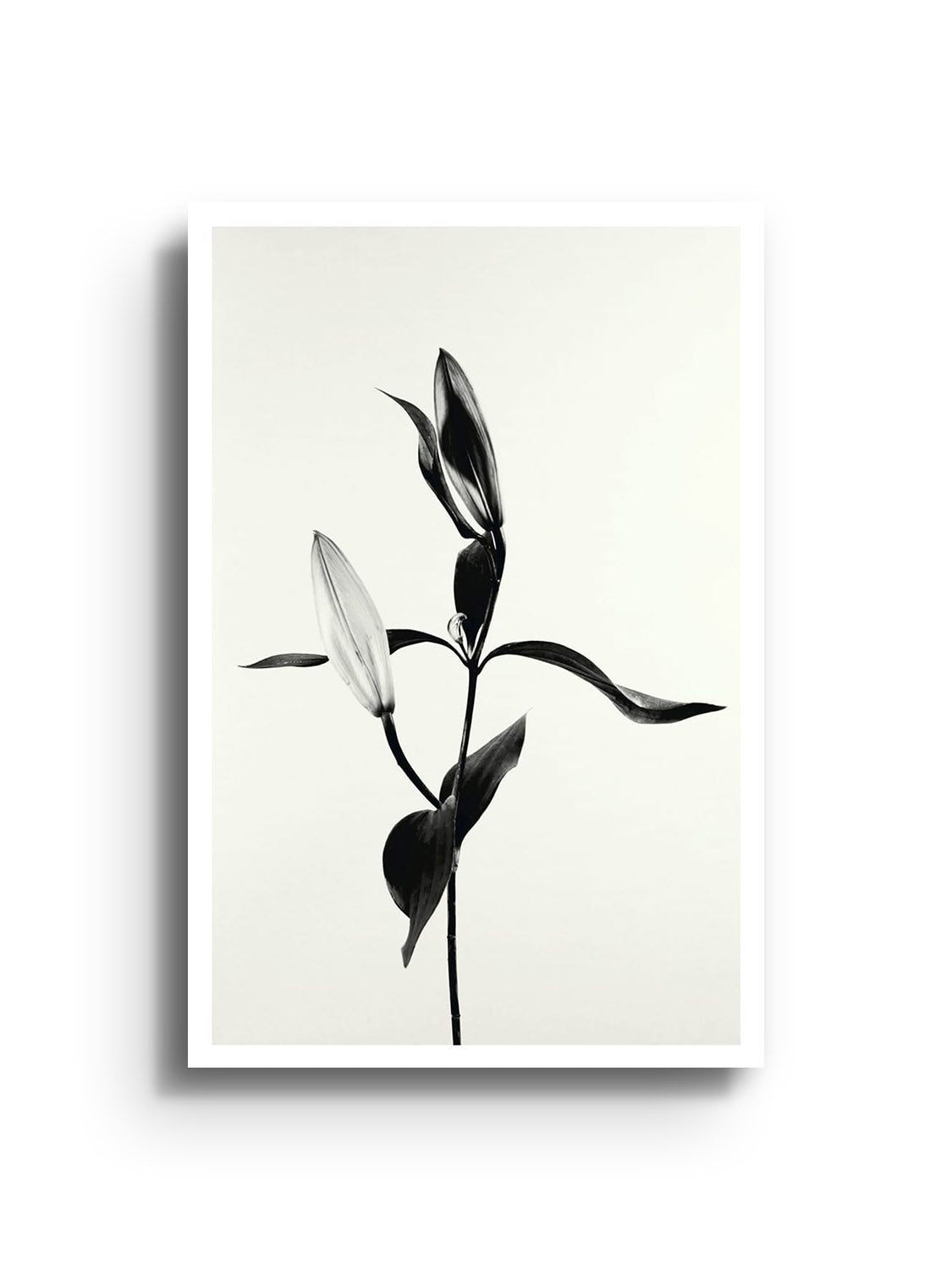 "Balanced Form #1 fine art print by Will Arden, unframed, highlighting abstract composition and geometric shapes." |frame=Unframed|