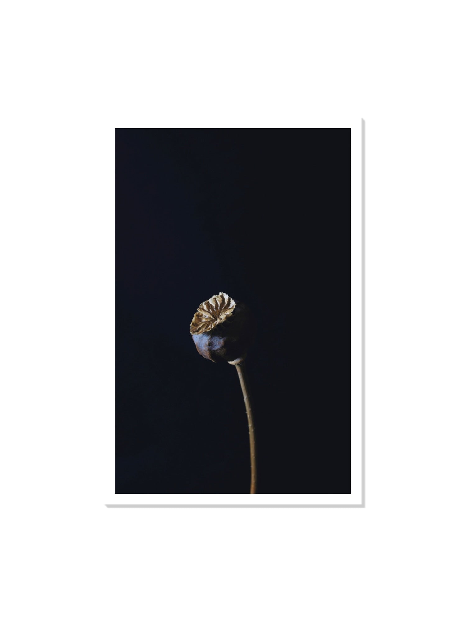 Unframed fine art print of "Dutch Poppy" by Will Arden. |frame=Unframed|