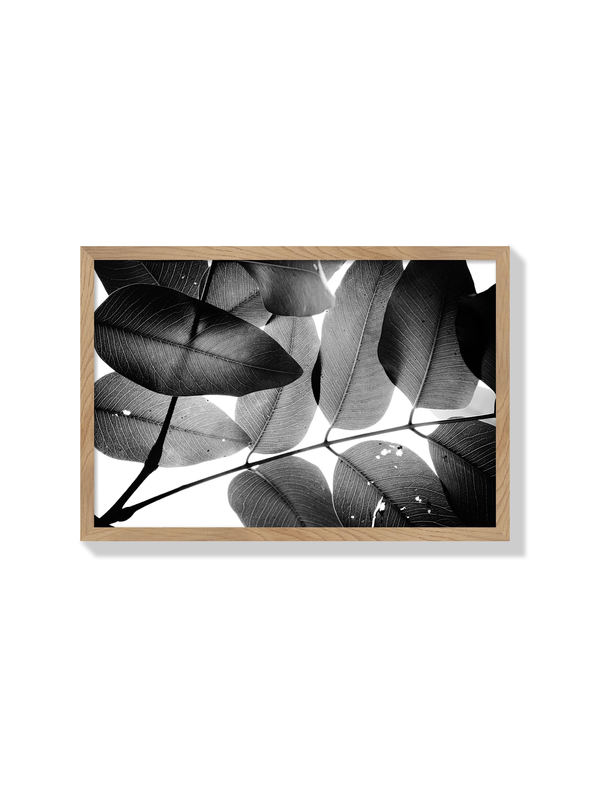 Branches and Leaves - Tal Paz-Fridman - Natural Frame |frame=Natural Frame|