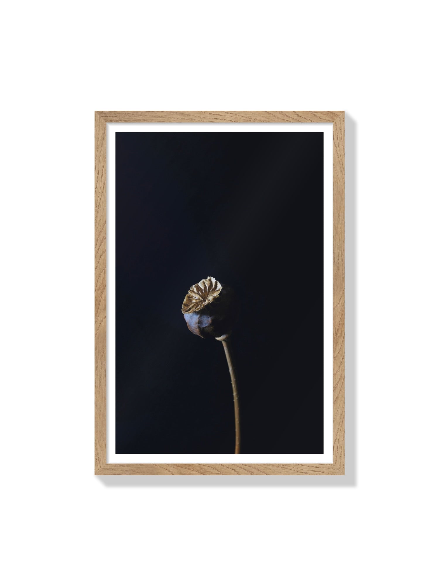 "Dutch Poppy" by Will Arden in natural frame, fine art print showcasing vibrant floral design. |frame=Natural Frame|