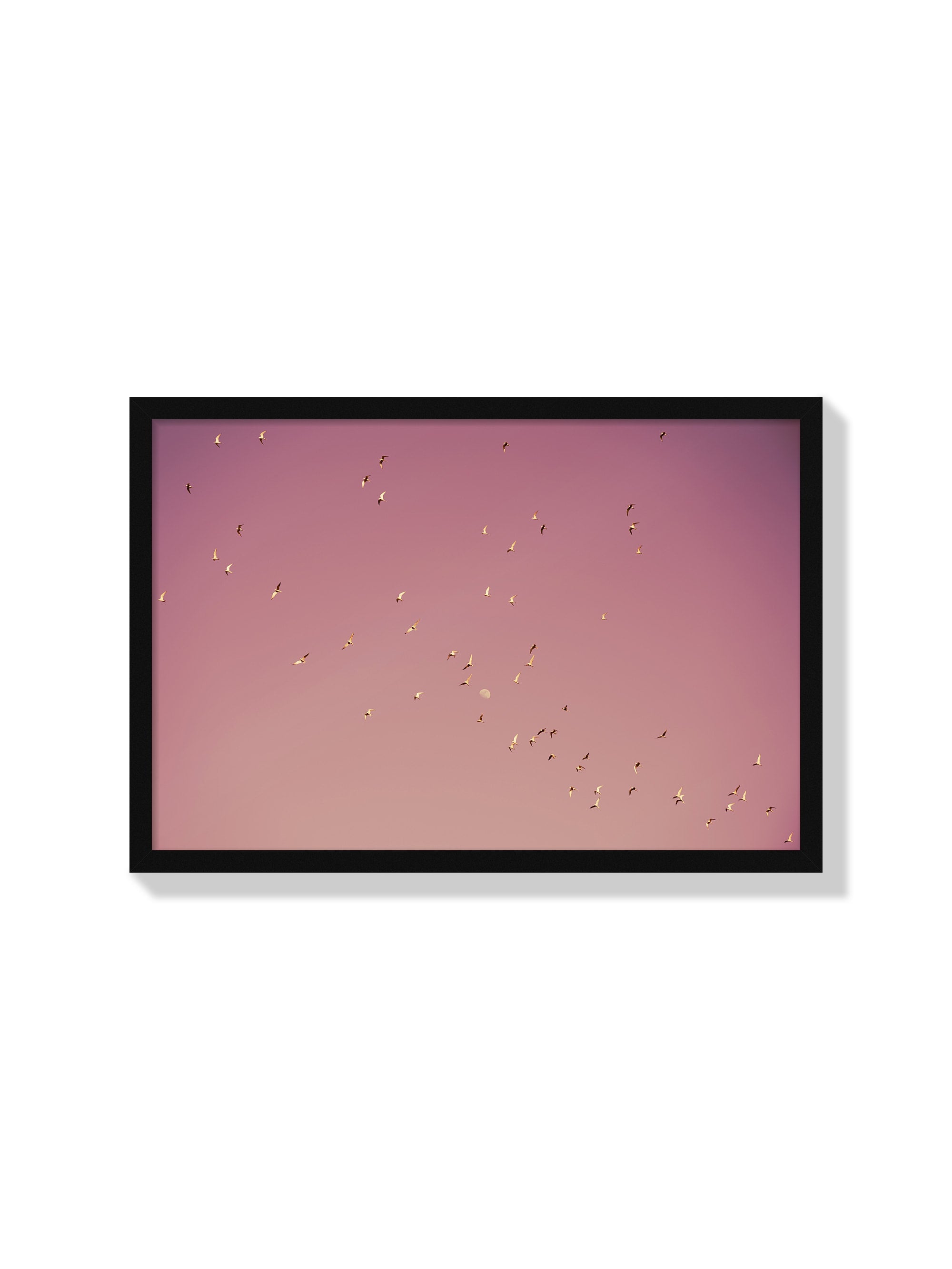 Gulf of Eilat #2 - Tal Paz-Fridman - Black Frame |frame=Black Frame|